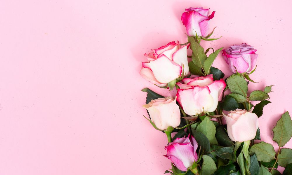 Rosenstrauss auf rosa Hintergrund